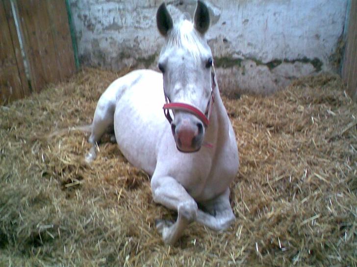 Arabisk fuldblod (OX) Djill Ann - Her ligger jeg så lige og slapper lidt af i min box. billede 8
