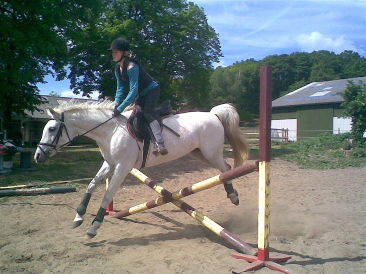 Arabisk fuldblod (OX) Djill Ann - Springer lidt usikkert, fordi faldt af gangen før. billede 9