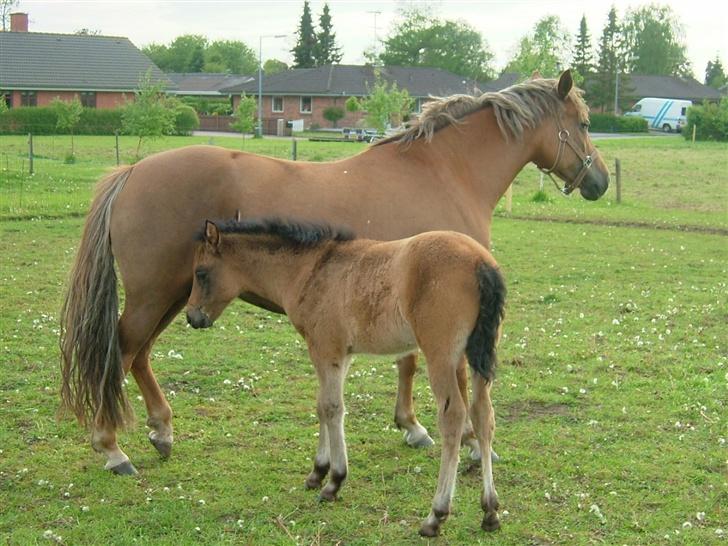 New Forest Wicked Pure Gold *SOLGT* - Goldy og hendes føl fra sidste år (07), på marken. billede 2