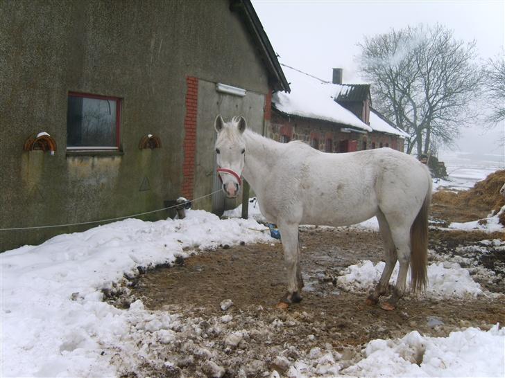 Arabisk fuldblod (OX) Djill Ann - Nu vil jeg altsa gerne ind! billede 10
