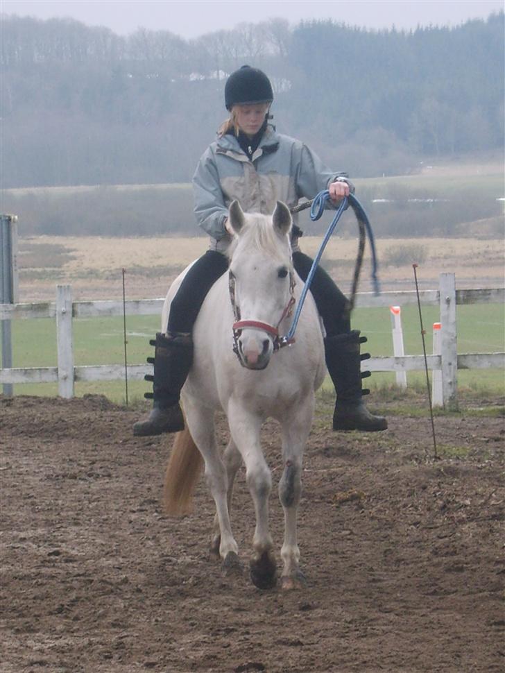 Arabisk fuldblod (OX) Djill Ann - skridter rundt på ridebanen. billede 11