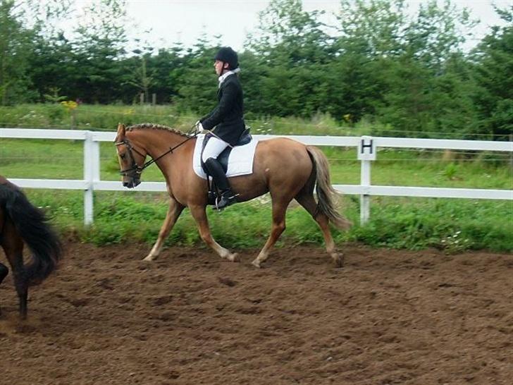 New Forest Wicked Pure Gold *SOLGT* - Goldy under rytter billede 3