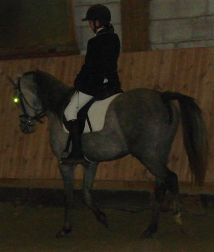 Arabisk fuldblod (OX) Mujallin (Solgt) - Til 1. stævne billede 5