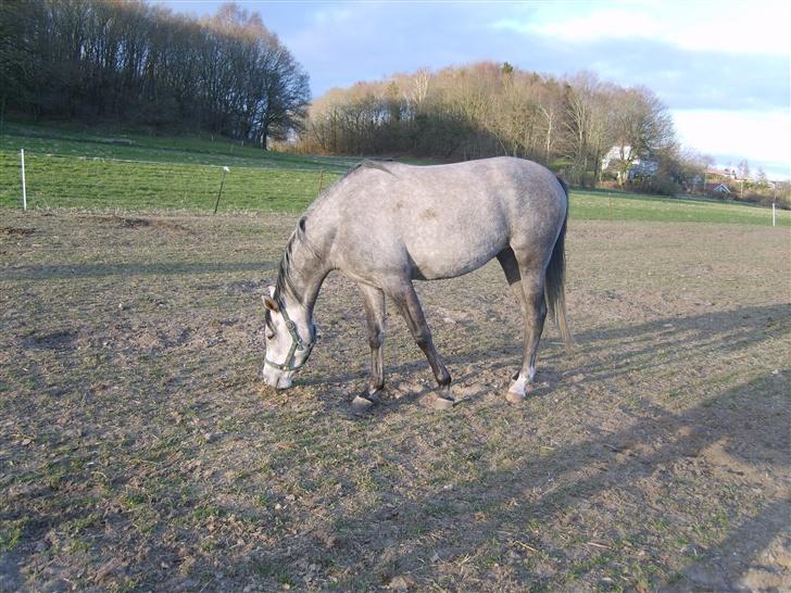 Arabisk fuldblod (OX) Mujallin (Solgt) - Der er ikk så meget græs lige nu, men kommer snart på ny fold. billede 6