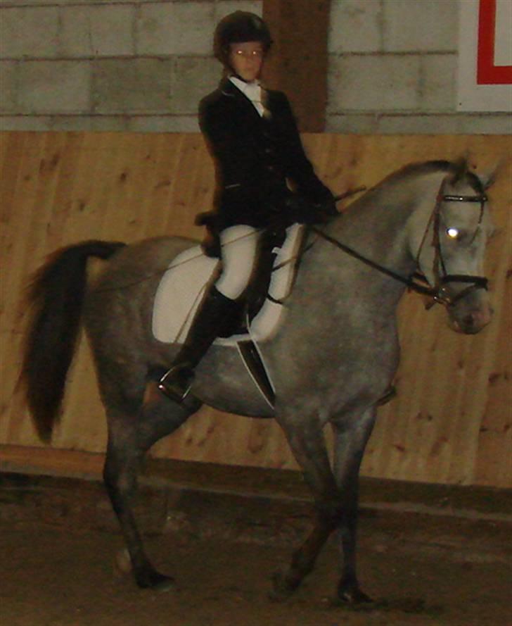 Arabisk fuldblod (OX) Mujallin (Solgt) - Stævne. Vandt 2. plads til vores 1. stævne. billede 7