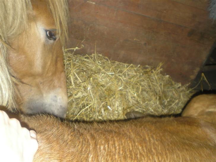 Jyde Virkelyst Lucas "Solgt" - et lidt sjovt billed af min skat. billede 14