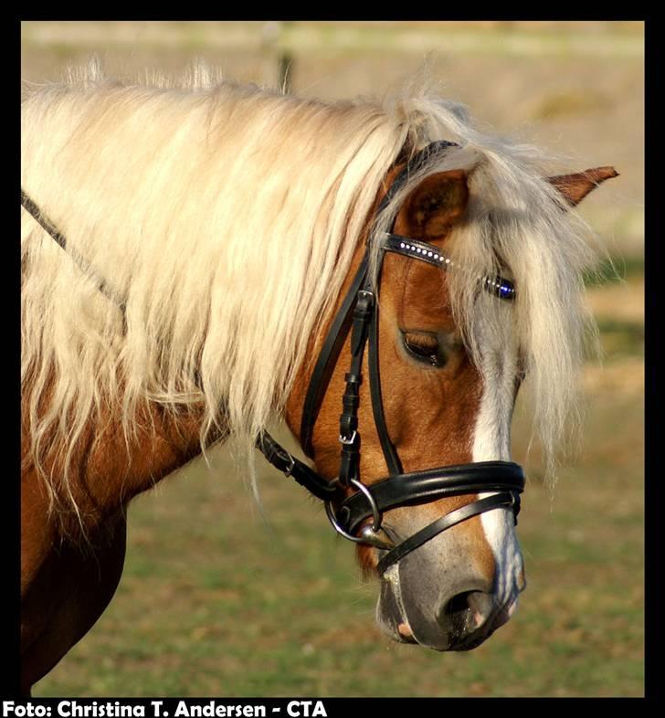 Anden særlig race Movie Star (Solgt.) - Copright CTA´ billede 1