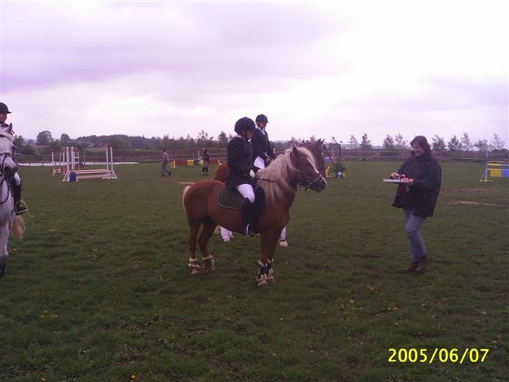 Anden særlig race Movie Star (Solgt.) billede 2