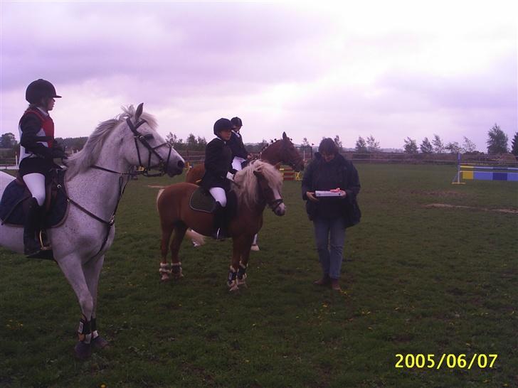 Anden særlig race Movie Star (Solgt.) billede 3