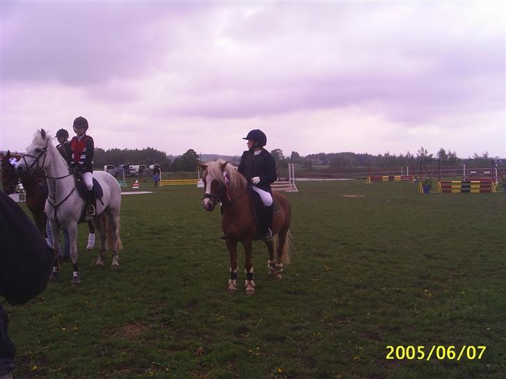 Anden særlig race Movie Star (Solgt.) billede 4