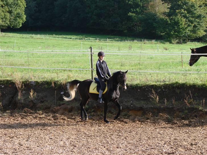 Arabisk fuldblod (OX) Shaheen (SOLGT)<33 - 2-3 måneder efter tilridningen startede billede 12