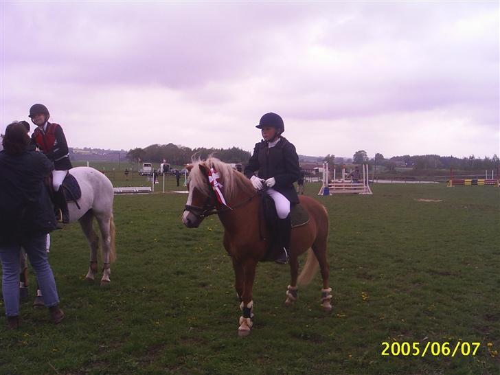 Anden særlig race Movie Star (Solgt.) billede 5