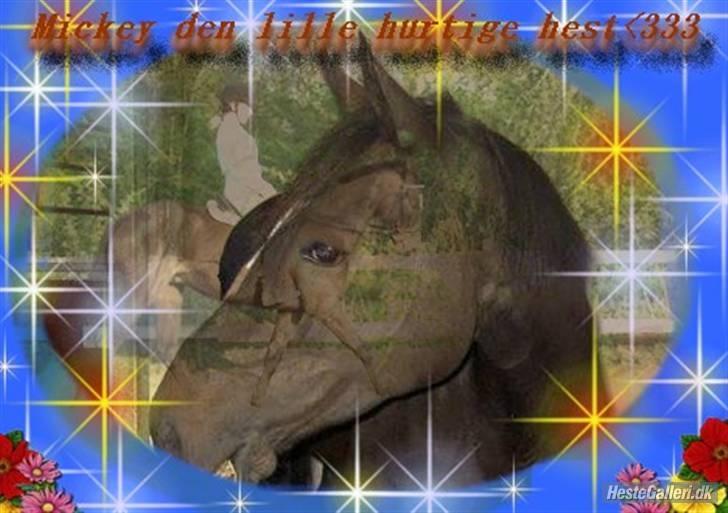 Fuldblod (XX)  °º• Addax •º°- SOLGT billede 1