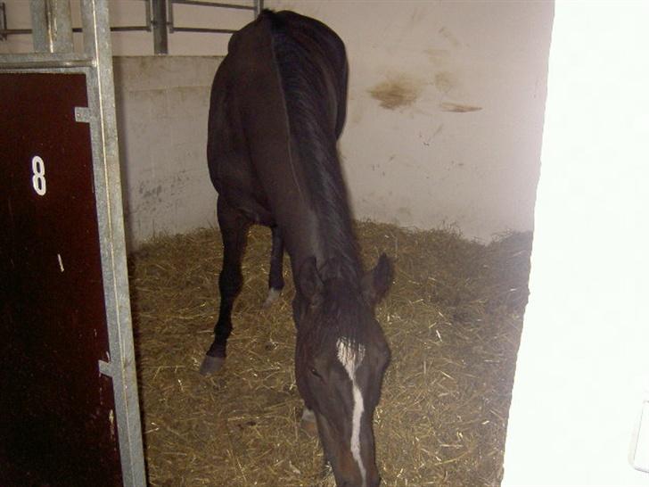 Fuldblod (XX)  °º• Addax •º°- SOLGT billede 2