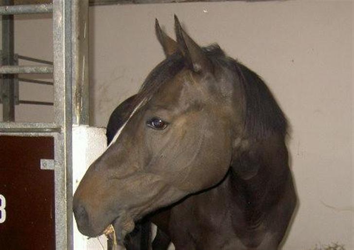 Fuldblod (XX)  °º• Addax •º°- SOLGT billede 3