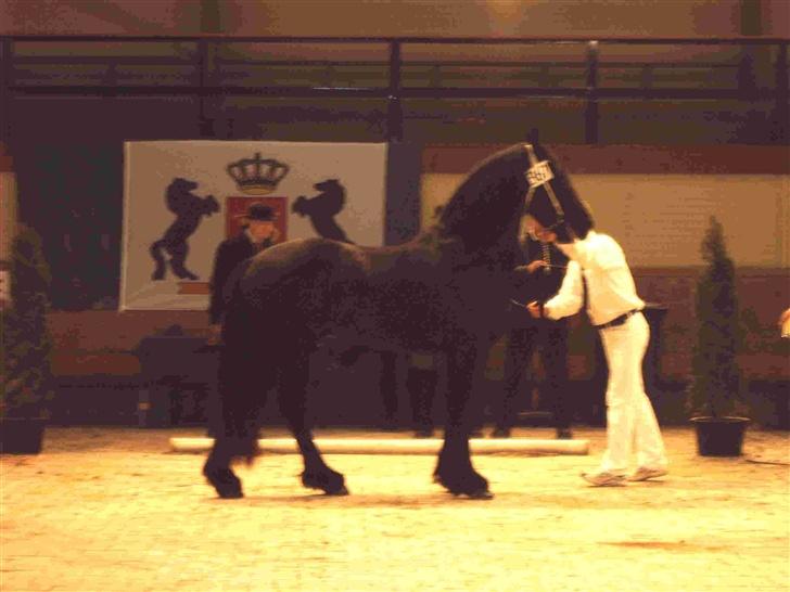 Frieser Dirk Jan K. STER - Hingstekåring Holland, her er han ved 1. delkåring som han gik videre fra.. billede 7