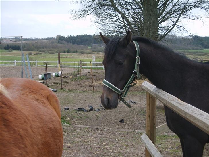 Arabisk fuldblod (OX) Shaheen (SOLGT)<33 - og hvem er d så billede 13