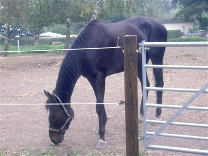 Fuldblod (XX)  °º• Addax •º°- SOLGT billede 13