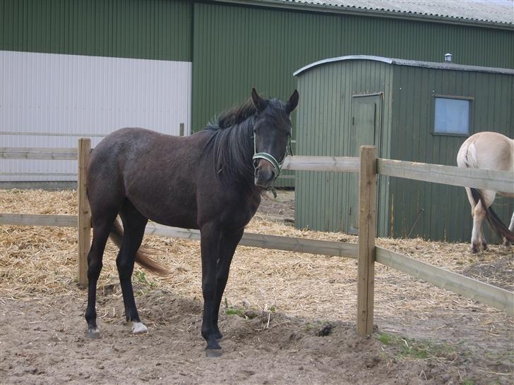 Arabisk fuldblod (OX) Shaheen (SOLGT)<33 - Ved ikk liige hvad han lave... men det ser da sjovt ud..... hehe billede 14