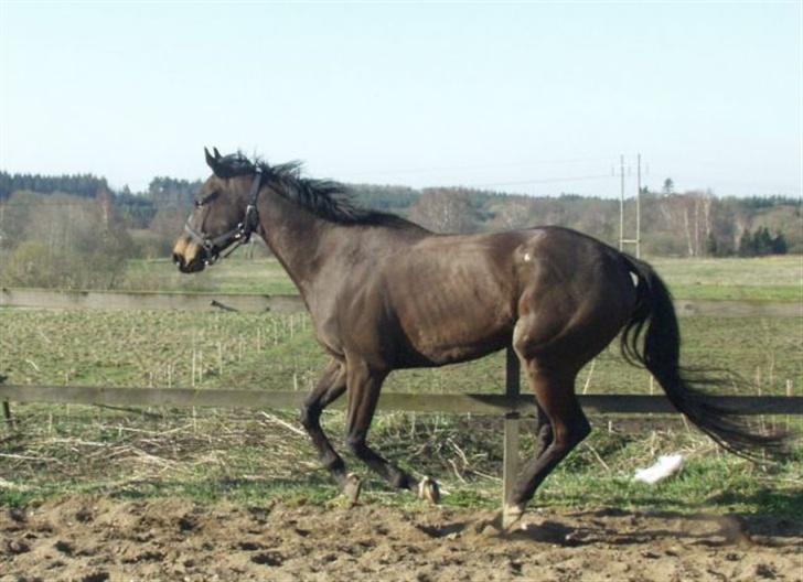 Fuldblod (XX)  °º• Addax •º°- SOLGT billede 15