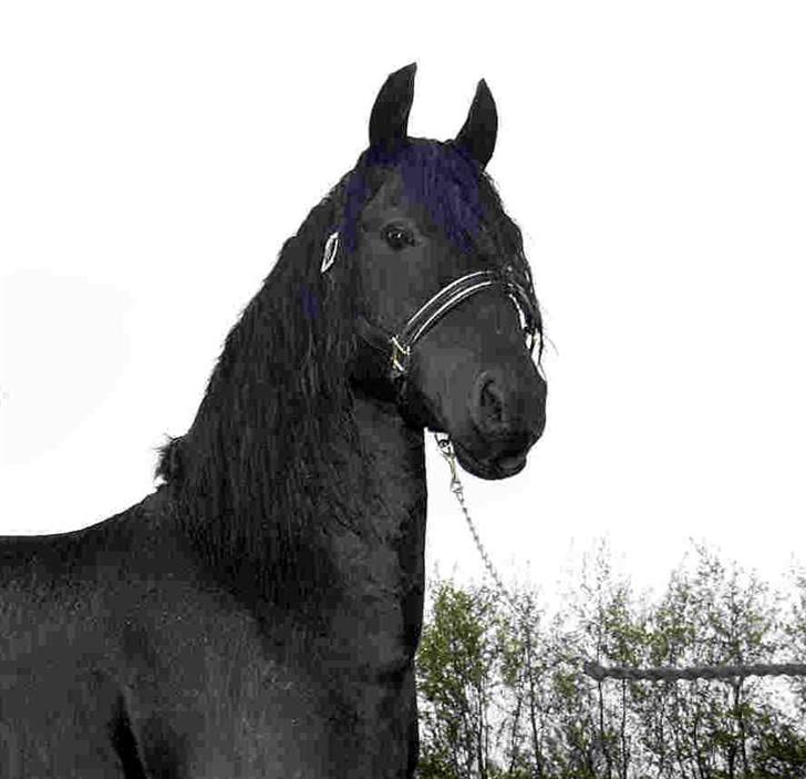 Frieser Dirk Jan K. STER billede 13