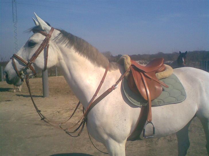 Dansk Varmblod La-Troya - solgt. - Musse, da vi begyndte at ride hende efter folingen :) billede 16