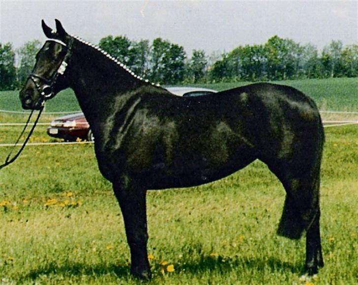 DSP SPH 198 Khadidsja  - klar til bedømmelse på Gl. Estrup som 3 års. billede 4