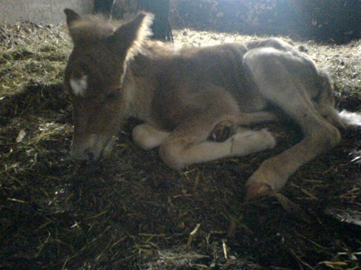 Anden særlig race Freja billede 1