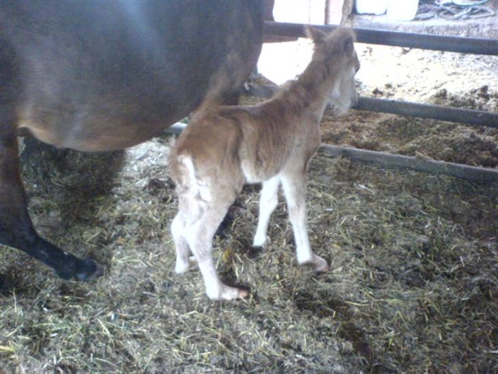 Anden særlig race Freja billede 2