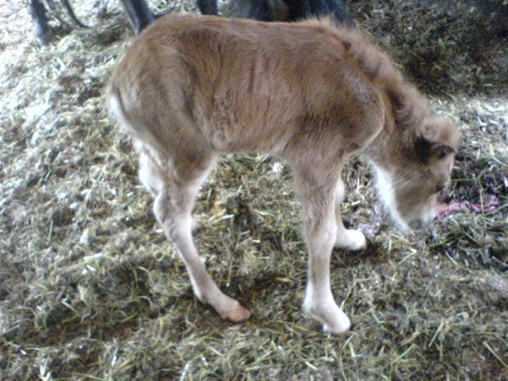 Anden særlig race Freja billede 3