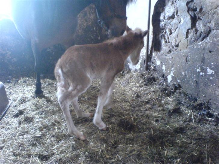 Anden særlig race Freja billede 4