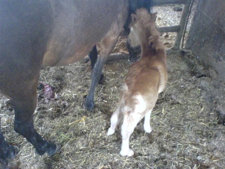 Anden særlig race Freja billede 5