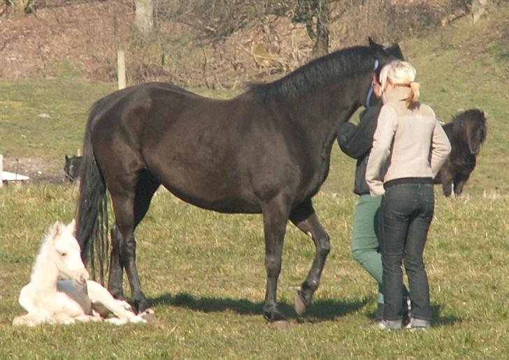 DSP SPH 198 Khadidsja  - forår 2007 Anna og Brit på barselsvisit hos Khadidsja - Welozity ligger og kigger billede 9