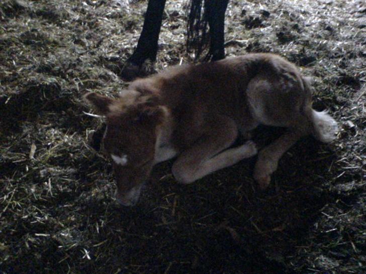 Anden særlig race Freja billede 6