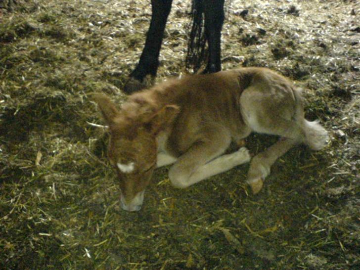 Anden særlig race Freja billede 7