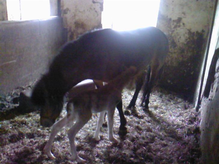 Anden særlig race Freja billede 8