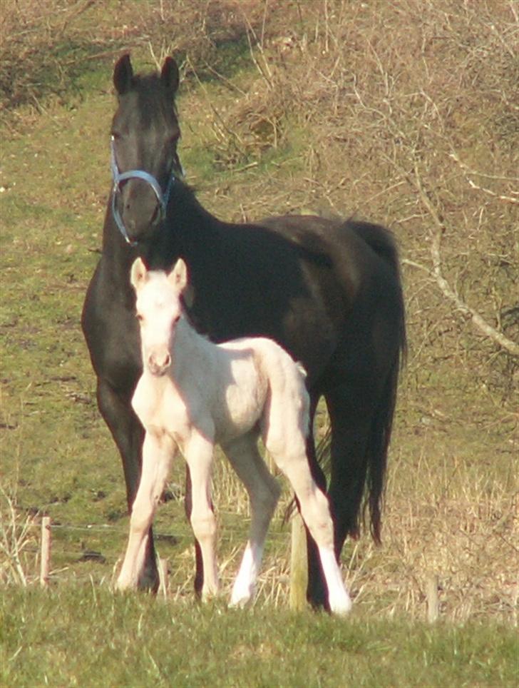 DSP SPH 198 Khadidsja  - Desværre mistede vi Welozity i august 2007 billede 11