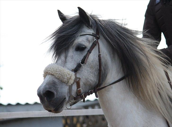 Anden særlig race | Max  * Mulle * - Vores lille Mulle <3 billede 3