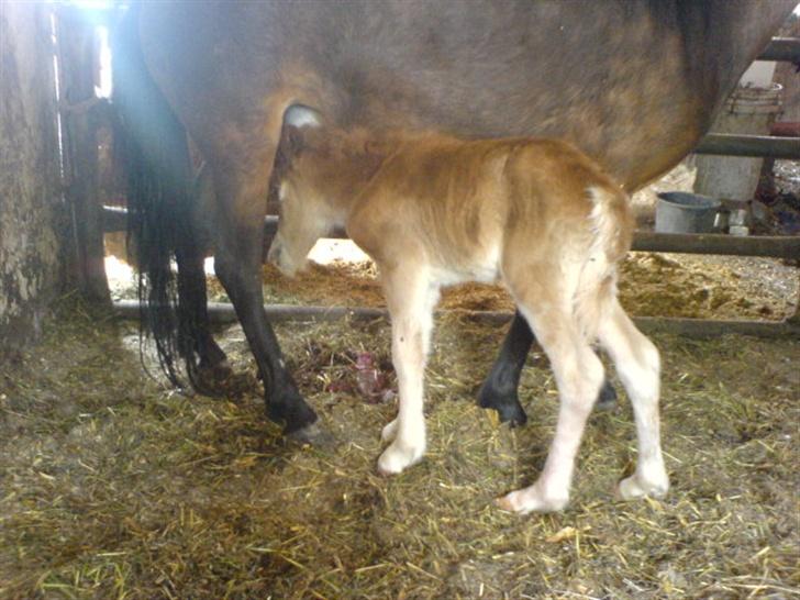 Anden særlig race Freja billede 9