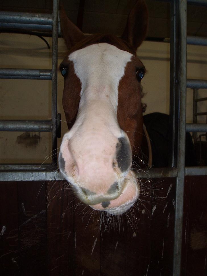 Anden særlig race Sahara - Ejj kan det kamera spises? *Smask* billede 9