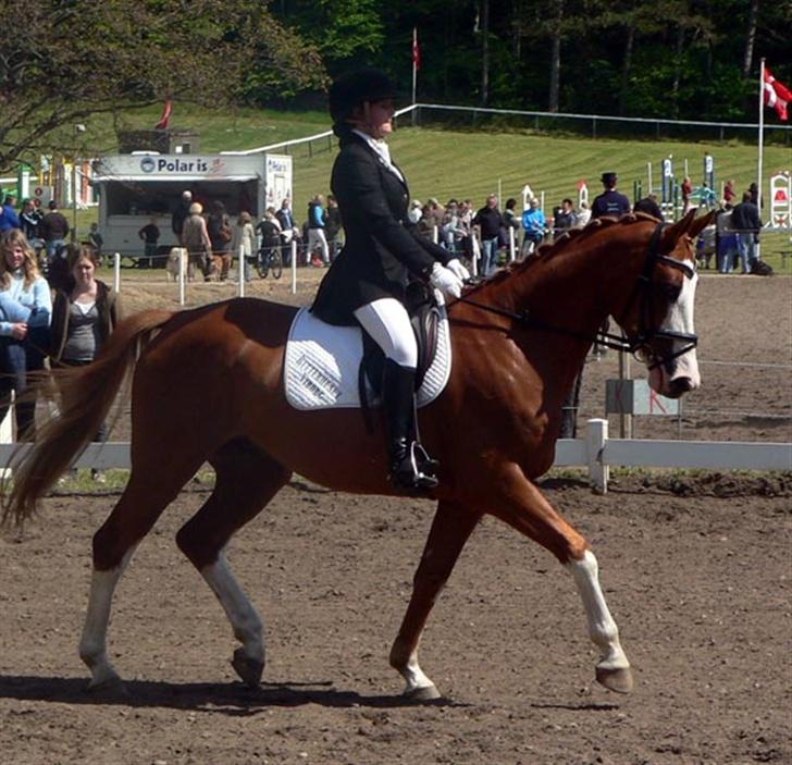 Dansk Varmblod Bajazzo-Diamond billede 12