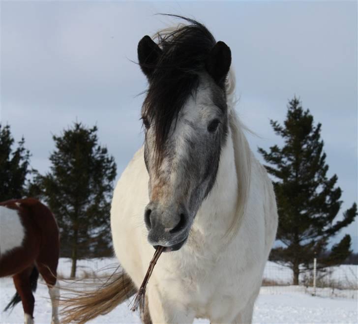 Anden særlig race | Max  * Mulle * - jeg kaster en pind du henter den xD  billede 7