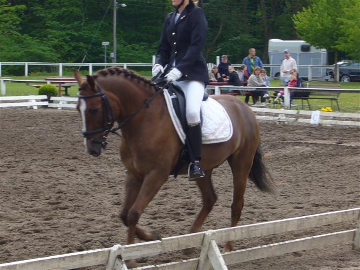 New Forest Copyright - copy dejlige <3 billede 4