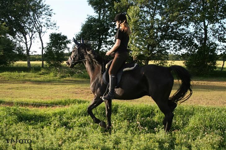 Anden særlig race Charly *solgt* - Lidt trav i aften solen! hjemme på han fold.. billede 19