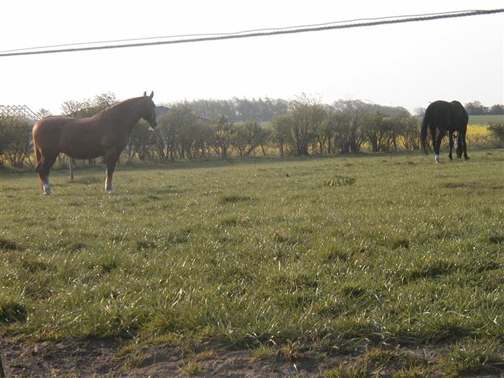 Frederiksborg Lise - DØD d. 27 april 07 - Lise på fold sammen med lillebror Zeus. Det sidste græs inden dyrlægen kom :´o( billede 11