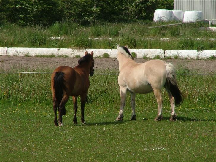 Fjordhest Sonny - Sonny og hans ven Monto billede 4