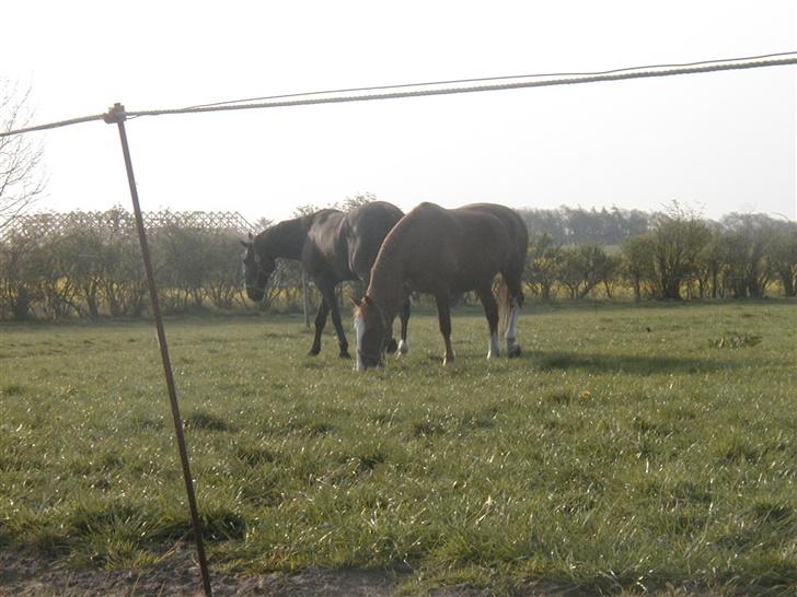 Frederiksborg Lise - DØD d. 27 april 07 - Ihh hvor er det dejligt at komme på græs....... billede 12