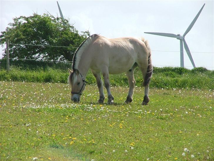 Fjordhest Sonny - Dejlig pony med vindmølle i bagrunden og et busket træ. billede 5