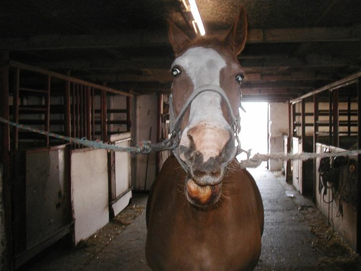 Frederiksborg Lise - DØD d. 27 april 07 - KYS MIG!!! billede 14