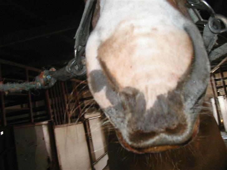 Frederiksborg Lise - DØD d. 27 april 07 - MYS MYS billede 15